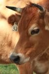 <img100*0:stuff/z/73640/animal%2520reference/i1257142748_13.jpg>