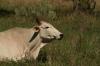 <img100*0:stuff/z/73640/animal%2520reference/i1257142748_14.jpg>