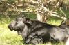 <img100*0:stuff/z/73640/animal%2520reference/i1257142748_15.jpg>