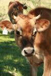 <img100*0:stuff/z/73640/animal%2520reference/i1257142748_16.jpg>