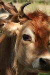 <img100*0:stuff/z/73640/animal%2520reference/i1257142748_17.jpg>