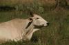 <img100*0:stuff/z/73640/animal%2520reference/i1257142748_8.jpg>