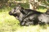 <img100*0:stuff/z/73640/animal%2520reference/i1257142748_9.jpg>