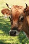 <img100*0:stuff/z/73640/animal%2520reference/i1257142749_18.jpg>