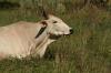 <img100*0:stuff/z/73640/animal%2520reference/i1257142749_20.jpg>