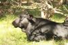 <img100*0:stuff/z/73640/animal%2520reference/i1257142749_21.jpg>