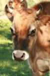 <img100*0:stuff/z/73640/animal%2520reference/i1257142749_22.jpg>