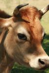 <img100*0:stuff/z/73640/animal%2520reference/i1257142749_23.jpg>