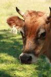 <img100*0:stuff/z/73640/animal%2520reference/i1257142749_24.jpg>