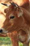<img100*0:stuff/z/73640/animal%2520reference/i1257142749_25.jpg>