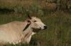 <img100*0:stuff/z/73640/animal%2520reference/i1257142749_26.jpg>