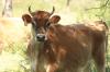 <img100*0:stuff/z/73640/animal%2520reference/i1257142749_27.jpg>