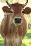 <img100*0:stuff/z/73640/animal%2520reference/i1257142750_29.jpg>