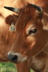<img100*0:stuff/z/73640/animal%2520reference/i1257142750_30.jpg>