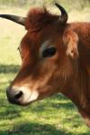 <img100*0:stuff/z/73640/animal%2520reference/i1257142750_31.jpg>