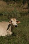 <img100*0:stuff/z/73640/animal%2520reference/i1257142750_32.jpg>