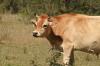 <img100*0:stuff/z/73640/animal%2520reference/i1257142750_33.jpg>
