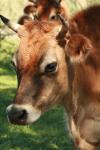 <img100*0:stuff/z/73640/animal%2520reference/i1257142750_34.jpg>