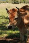 <img100*0:stuff/z/73640/animal%2520reference/i1257142750_35.jpg>