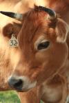 <img100*0:stuff/z/73640/animal%2520reference/i1257142750_36.jpg>