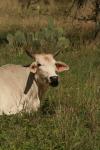 <img100*0:stuff/z/73640/animal%2520reference/i1257142750_37.jpg>