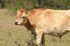 <img100*0:stuff/z/73640/animal%2520reference/i1257142750_38.jpg>
