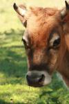 <img100*0:stuff/z/73640/animal%2520reference/i1257142751_40.jpg>