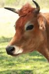 <img100*0:stuff/z/73640/animal%2520reference/i1257143161_1.jpg>