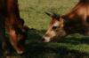 <img100*0:stuff/z/73640/animal%2520reference/i1257143161_3.jpg>