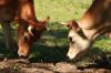 <img100*0:stuff/z/73640/animal%2520reference/i1257143162_10.jpg>