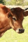 <img100*0:stuff/z/73640/animal%2520reference/i1257143162_11.jpg>
