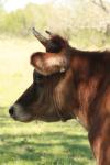 <img100*0:stuff/z/73640/animal%2520reference/i1257143162_12.jpg>