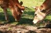 <img100*0:stuff/z/73640/animal%2520reference/i1257143162_13.jpg>