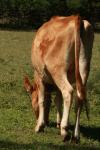 <img100*0:stuff/z/73640/animal%2520reference/i1257143162_14.jpg>