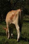 <img100*0:stuff/z/73640/animal%2520reference/i1257143162_4.jpg>