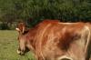 <img100*0:stuff/z/73640/animal%2520reference/i1257143162_5.jpg>