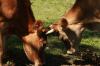 <img100*0:stuff/z/73640/animal%2520reference/i1257143162_6.jpg>