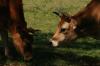 <img100*0:stuff/z/73640/animal%2520reference/i1257143162_7.jpg>