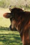 <img100*0:stuff/z/73640/animal%2520reference/i1257143162_8.jpg>