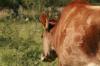 <img100*0:stuff/z/73640/animal%2520reference/i1257143162_9.jpg>