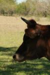 <img100*0:stuff/z/73640/animal%2520reference/i1257143163_15.jpg>
