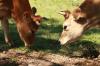 <img100*0:stuff/z/73640/animal%2520reference/i1257143163_16.jpg>