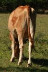 <img100*0:stuff/z/73640/animal%2520reference/i1257143163_17.jpg>