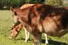 <img100*0:stuff/z/73640/animal%2520reference/i1257143163_18.jpg>
