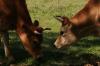<img100*0:stuff/z/73640/animal%2520reference/i1257143163_19.jpg>