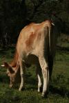 <img100*0:stuff/z/73640/animal%2520reference/i1257143163_20.jpg>