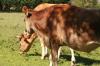 <img100*0:stuff/z/73640/animal%2520reference/i1257143163_21.jpg>