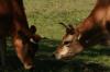 <img100*0:stuff/z/73640/animal%2520reference/i1257143163_22.jpg>