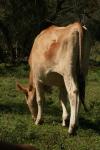 <img100*0:stuff/z/73640/animal%2520reference/i1257143163_23.jpg>