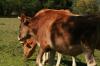 <img100*0:stuff/z/73640/animal%2520reference/i1257143163_24.jpg>